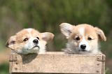CORGI PEMBROKE 1349